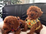 En Akıllı Apartman Köpeği A Scrli̇ Toy Poodle