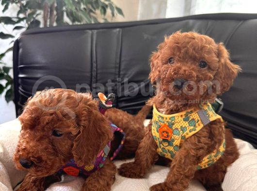 En Akıllı Apartman Köpeği A Scrli̇ Toy Poodle görsel