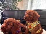 En Akıllı Apartman Köpeği A Scrli̇ Toy Poodle