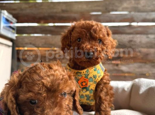 En Akıllı Apartman Köpeği A Scrli̇ Toy Poodle