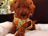 En Akıllı Apartman Köpeği A Scrli̇ Toy Poodle
