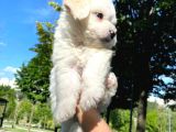 Eşyalarıyla Birlikte 2 Aylık Saf Kan Maltese Terrier