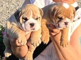 Türkiyenin en iddialı İngiliz Bulldog yavruları