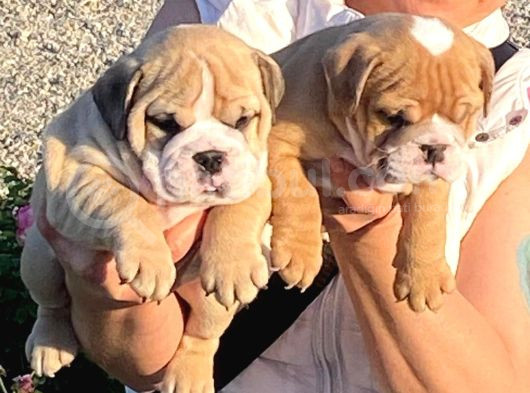 Türkiyenin En Iddialı İngiliz Bulldog Yavruları