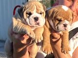 Türkiyenin En Iddialı İngiliz Bulldog Yavruları