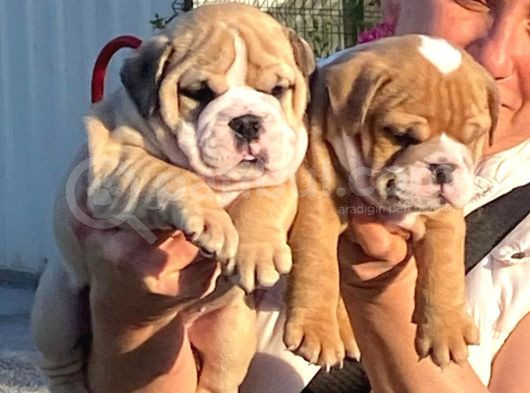 Türkiyenin En Iddialı İngiliz Bulldog Yavruları görsel