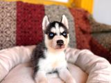 YAKIŞIKLI HUSKY SİBİRYA KURDU YAVRULARIMIZ