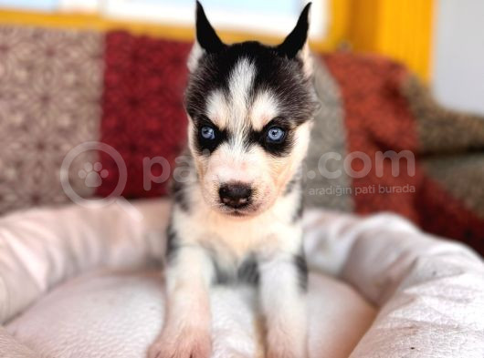 Yakişikli Husky Si̇bi̇rya Kurdu Yavrularimiz görsel
