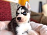 Yakişikli Husky Si̇bi̇rya Kurdu Yavrularimiz