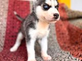 Yakişikli Husky Si̇bi̇rya Kurdu Yavrularimiz