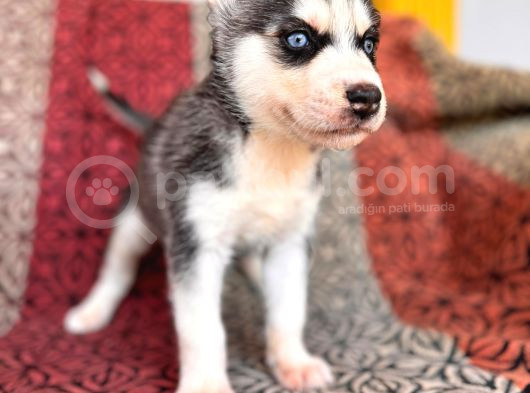 Yakişikli Husky Si̇bi̇rya Kurdu Yavrularimiz görsel