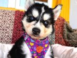 Yakişikli Husky Si̇bi̇rya Kurdu Yavrularimiz