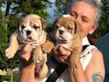 Türkiyenin En Iddialı İngiliz Bulldog Yavruları