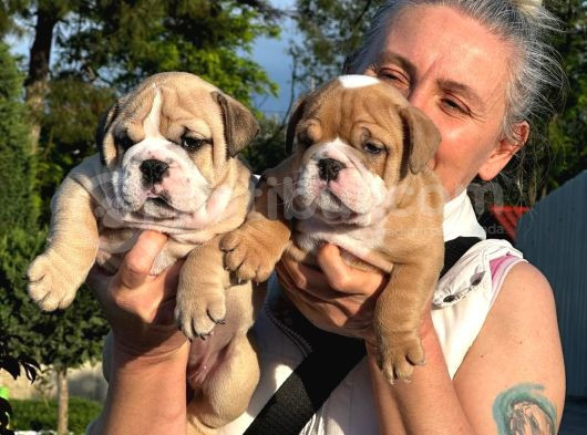 Türkiyenin En Iddialı İngiliz Bulldog Yavruları görsel