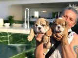 Türkiyenin En Iddialı İngiliz Bulldog Yavruları