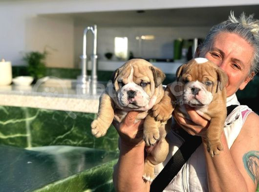 Türkiyenin En Iddialı İngiliz Bulldog Yavruları görsel