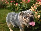 Türkiyenin En Iddialı İngiliz Bulldog Yavruları
