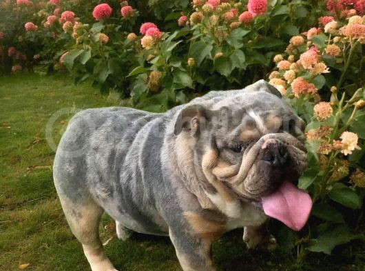 Türkiyenin En Iddialı İngiliz Bulldog Yavruları görsel