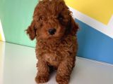 Orjinal Red Brown Toy Poodle Erkek Ve Dişi