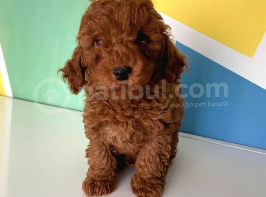 Orjinal Red Brown Toy Poodle Erkek Ve Dişi görsel