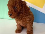 Orjinal Red Brown Toy Poodle Erkek Ve Dişi