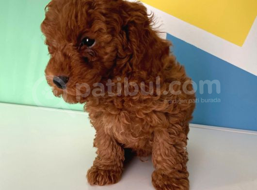 Orjinal Red Brown Toy Poodle Erkek Ve Dişi görsel