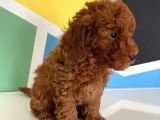 Orjinal Red Brown Toy Poodle Erkek Ve Dişi