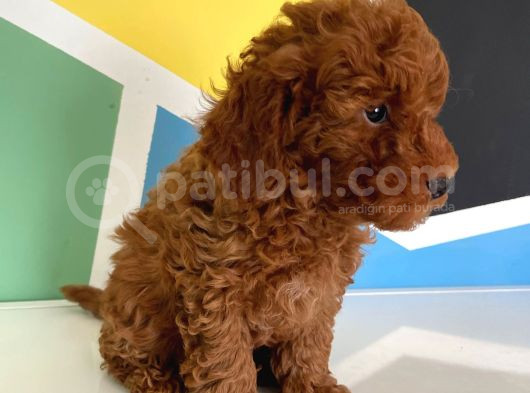 Orjinal Red Brown Toy Poodle Erkek Ve Dişi görsel