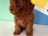 Orjinal Red Brown Toy Poodle Erkek Ve Dişi