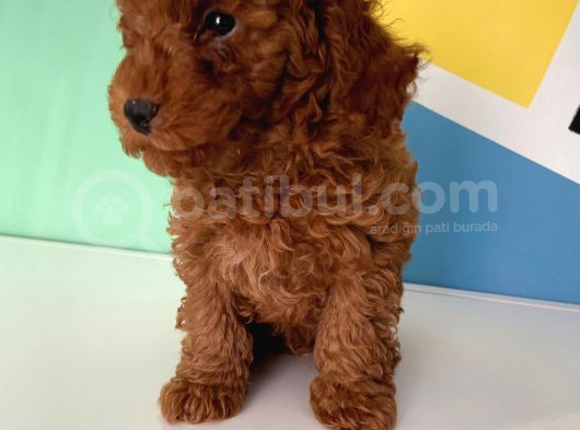 Orjinal Red Brown Toy Poodle Erkek Ve Dişi görsel