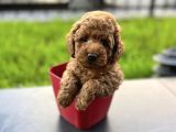 Xxs Safkan Teacup Ve Toy Yavrular Wc Eği̇ti̇mli̇