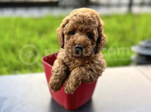 Xxs Safkan Teacup Ve Toy Yavrular Wc Eği̇ti̇mli̇ görsel