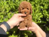 XXS SAFKAN TEACUP VE TOY YAVRULAR WC EĞİTİMLİ