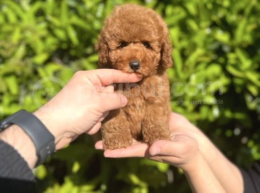 Xxs Safkan Teacup Ve Toy Yavrular Wc Eği̇ti̇mli̇