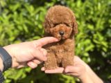 Xxs Safkan Teacup Ve Toy Yavrular Wc Eği̇ti̇mli̇