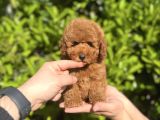 Xxs Safkan Teacup Ve Toy Yavrular Wc Eği̇ti̇mli̇