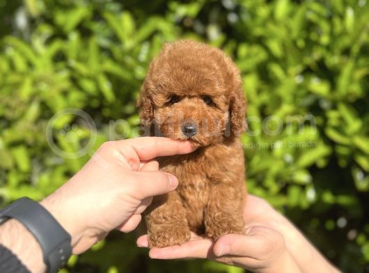 Xxs Safkan Teacup Ve Toy Yavrular Wc Eği̇ti̇mli̇ görsel