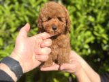 Xxs Safkan Teacup Ve Toy Yavrular Wc Eği̇ti̇mli̇