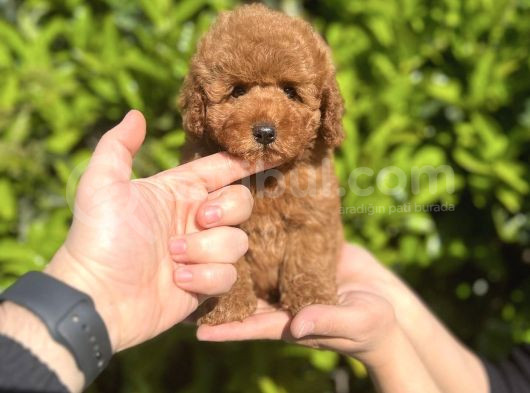 Xxs Safkan Teacup Ve Toy Yavrular Wc Eği̇ti̇mli̇ görsel