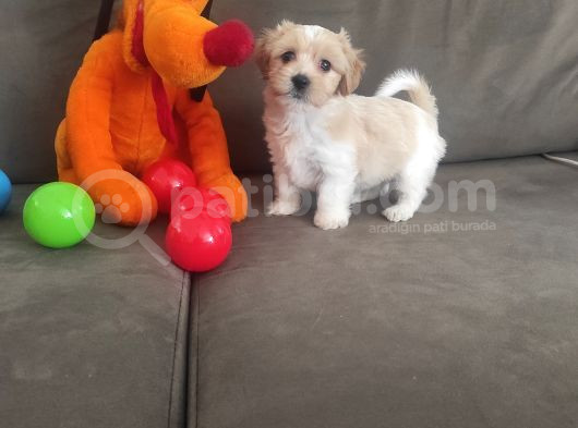 Maltipoo Yavrularımız Çok Uygundur görsel