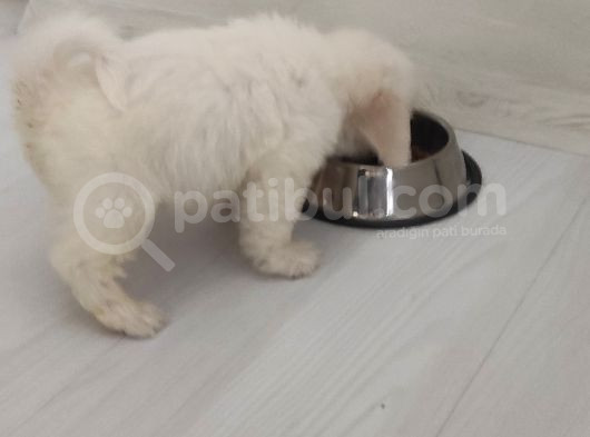 Eşyalarıyla Birlikte 2 Aylık Saf Kan Maltese Terrier görsel
