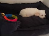 Eşyalarıyla Birlikte 2 Aylık Saf Kan Maltese Terrier