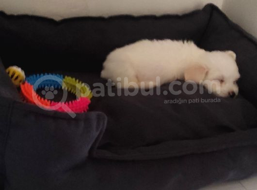 Eşyalarıyla Birlikte 2 Aylık Saf Kan Maltese Terrier görsel