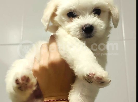Eşyalarıyla Birlikte 2 Aylık Saf Kan Maltese Terrier görsel