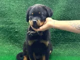 Macar koca kafa rotweiler Erkek acil