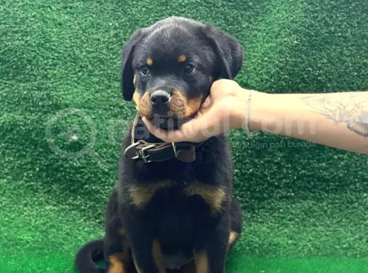 Macar Koca Kafa Rotweiler Erkek Acil