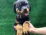 Macar Koca Kafa Rotweiler Erkek Acil