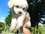 Eşyalarıyla birlikte 2 Aylık saf kan Maltese terrier