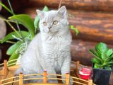 SAFKAN IRK GARANTİLİ - SAĞLIK GARANTİLİ - BRİTİSH YAVRULAR
