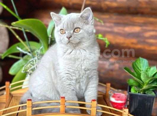 Safkan Irk Garanti̇li̇ - Sağlik Garanti̇li̇ - Bri̇ti̇sh Yavrular